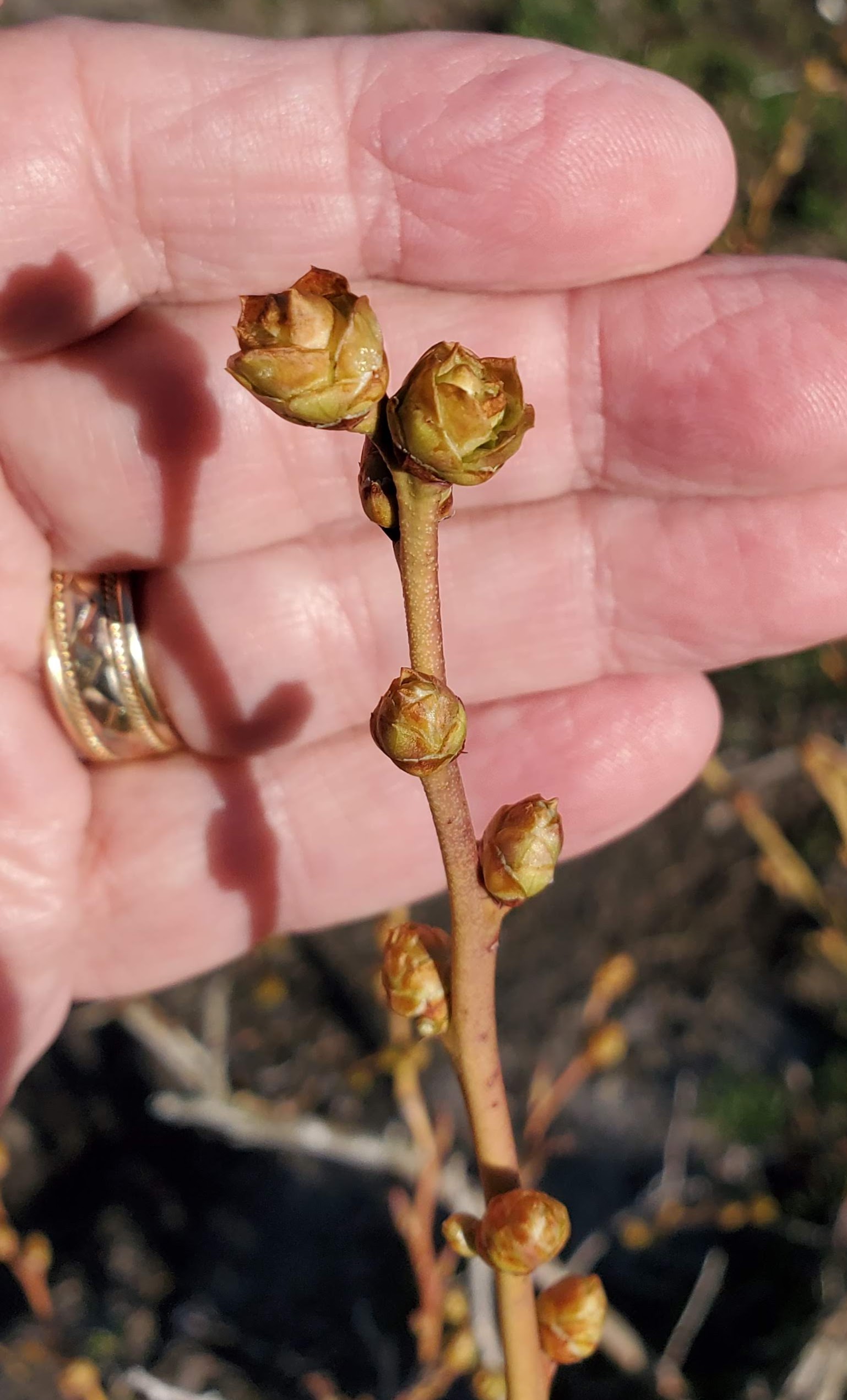 Blueberries at budburst